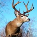 Big Coastal Blacktail Big Coastal Blacktail